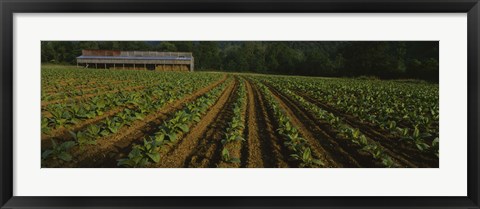 Framed Tobacco Field in North Carolina Print