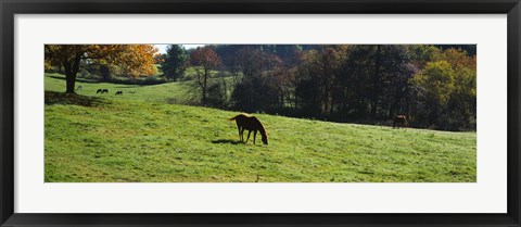 Framed Grazing Horses in Kent County Print