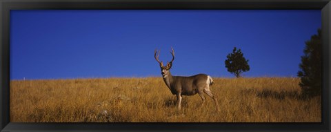 Framed Mule Deer in Field Print