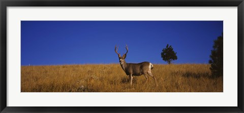 Framed Mule Deer in Field Print