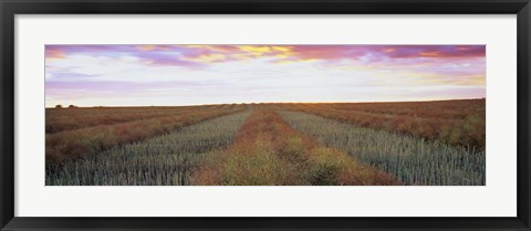 Framed Canola crop in a field, Edmonton, Alberta, Canada Print