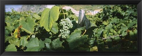 Framed Bunch of grapes in a vineyard, Sao Miguel, Ponta Delgada, Azores, Portugal Print