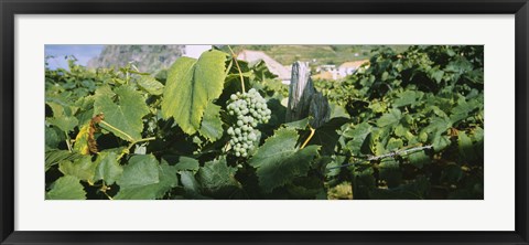 Framed Bunch of grapes in a vineyard, Sao Miguel, Ponta Delgada, Azores, Portugal Print