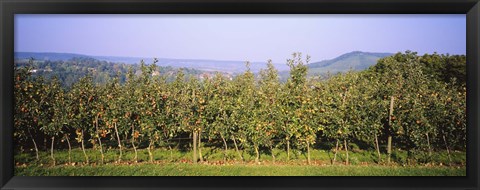 Framed Apple trees in an orchard, Weinsberg, Heilbronn, Stuttgart, Baden-Wurttemberg, Germany Print