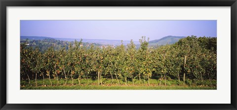 Framed Apple trees in an orchard, Weinsberg, Heilbronn, Stuttgart, Baden-Wurttemberg, Germany Print