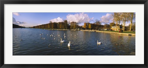 Framed Flock of swans swimming in a lake, Chateau de Versailles, Versailles, Yvelines, France Print