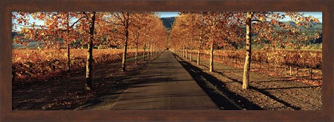 Framed Vineyards along a road, Beaulieu Vineyard, Napa Valley, California, USA Print