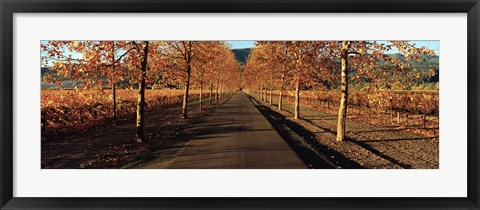 Framed Vineyards along a road, Beaulieu Vineyard, Napa Valley, California, USA Print