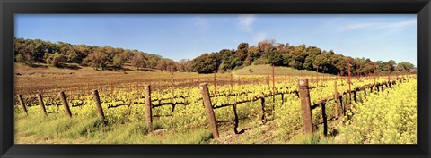 Framed Mustard Flowers in a Field, Napa Valley, California Print