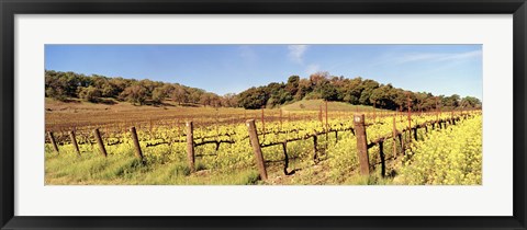 Framed Mustard Flowers in a Field, Napa Valley, California Print