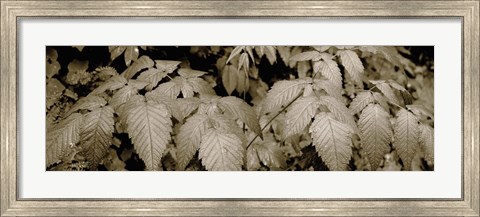 Framed Close-up of leaves, Oswald West State Park, Oregon, USA Print