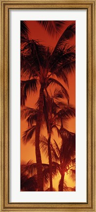 Framed Low angle view of palm trees at dusk, Hawaii Print