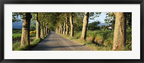 Framed Trees along a road, Vaucluse, Provence, France Print