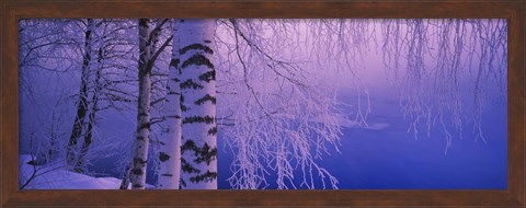 Framed Birch tree at a riverside, Vuoksi River, Imatra, Finland Print