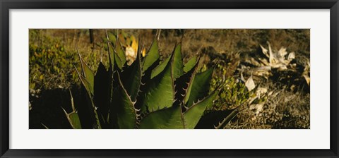 Framed Close-up of an aloe vera plant, Baja California, Mexico Print