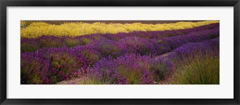 Framed Lavender and Yellow Flower fields, Sequim, Washington, USA Print