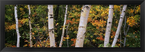 Framed Birch trees in a forest, New Hampshire, USA Print