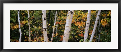 Framed Birch trees in a forest, New Hampshire, USA Print