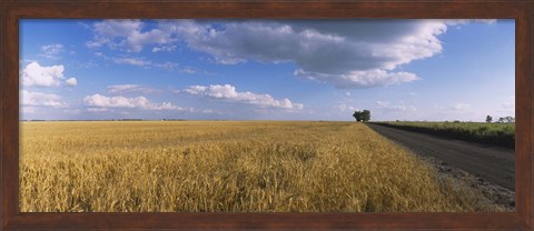 Framed Wheat crop in a field, North Dakota, USA Print
