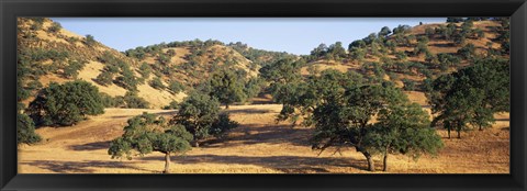 Framed Oak trees on hill, Stanislaus County, California, USA Print