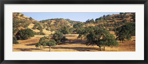 Framed Oak trees on hill, Stanislaus County, California, USA Print