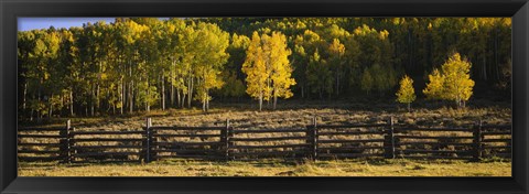 Framed Wooden fence and Aspen trees in a field, Telluride, San Miguel County, Colorado, USA Print