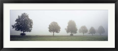 Framed Fog covered trees in a field, Baden-Wurttemberg, Germany (black and white) Print