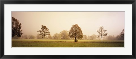 Framed Fog covered trees in a field, Baden-Wurttemberg, Germany Print