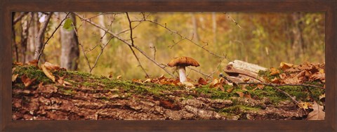 Framed Mushroom on a tree trunk, Baden-Wurttemberg, Germany Print