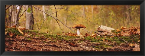 Framed Mushroom on a tree trunk, Baden-Wurttemberg, Germany Print