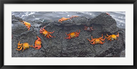 Framed High angle view of Sally Lightfoot crabs (Grapsus grapsus) on a rock, Galapagos Islands, Ecuador Print