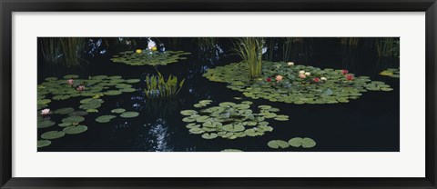 Framed Water lilies in a pond, Denver Botanic Gardens, Denver, Colorado, USA Print