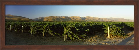 Framed Vineyard on a landscape, Santa Ynez Valley, Santa Barbara County, California, USA Print