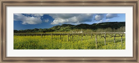 Framed Mustard crop in a field near St. Helena, Napa Valley, Napa County, California, USA Print