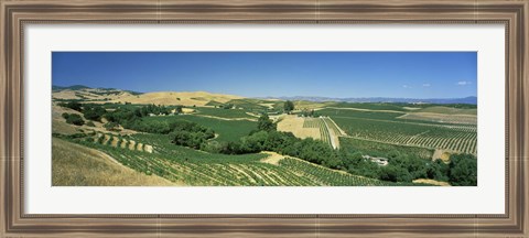 Framed Carneros District, Napa Valley, Napa County, California Print