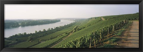 Framed Vineyards along a river, Niersteiner Hang, Rhine River, Nackenheim, Mainz-Bingen, Rheinhessen, Rhineland-Palatinate, Germany Print