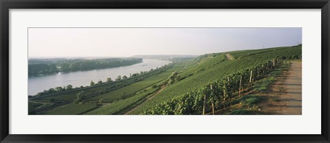 Framed Vineyards along a river, Niersteiner Hang, Rhine River, Nackenheim, Mainz-Bingen, Rheinhessen, Rhineland-Palatinate, Germany Print