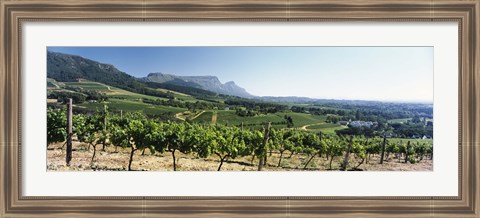 Framed Vineyard with Constantiaberg Range and Table Mountain, Constantia, Cape Town, Western Cape Province, South Africa Print