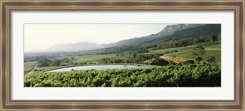 Framed Vineyard with Constantiaberg mountain range, Constantia, Cape Winelands, Cape Town, Western Cape Province, South Africa Print