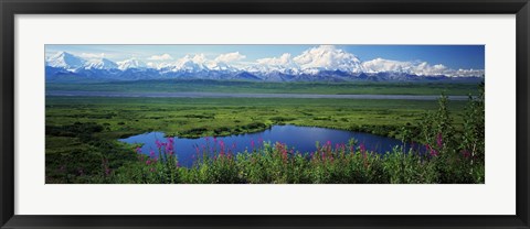 Framed Fireweed flowers in bloom by lake, distant Mount McKinley and Alaska Range in clouds, Denali National Park, Alaska, USA. Print