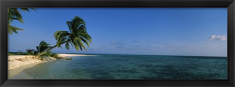 Framed Palm tree overhanging on the beach, Laughing Bird Caye, Victoria Channel, Belize Print