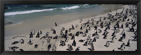 Framed Colony of Jackass penguins (Spheniscus demersus) on the beach, Boulder Beach, Simon&#39;s Town, Western Cape Province, South Africa Print