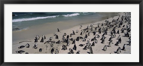 Framed Colony of Jackass penguins (Spheniscus demersus) on the beach, Boulder Beach, Simon&#39;s Town, Western Cape Province, South Africa Print