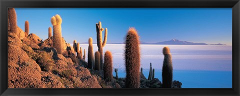 Framed Cactus on a hill, Salar De Uyuni, Potosi, Bolivia Print