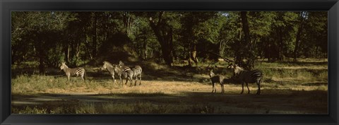 Framed Herd of zebras in a forest, Hwange National Park, Matabeleland North, Zimbabwe Print