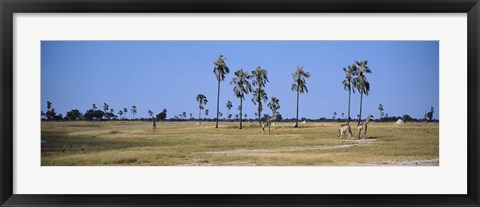 Framed Giraffes (Giraffa camelopardalis) in a national park, Hwange National Park, Matabeleland North, Zimbabwe Print