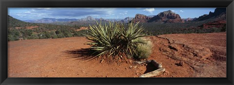 Framed Yucca plant growing in a rocky field, Sedona, Coconino County, Arizona, USA Print