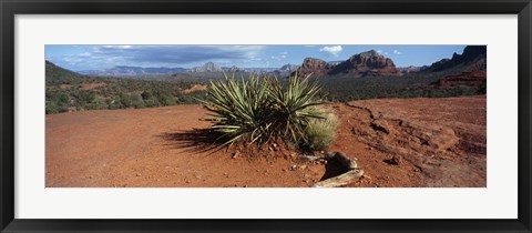 Framed Yucca plant growing in a rocky field, Sedona, Coconino County, Arizona, USA Print