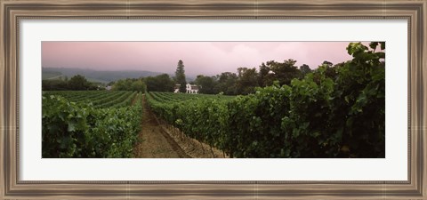 Framed Vineyard with a Cape Dutch style house, Vergelegen, Capetown near Somerset West, Western Cape Province, South Africa Print