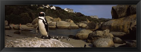 Framed Colony of Jackass penguins on the beach, Boulder Beach, Cape Town, Western Cape Province, Republic of South Africa Print